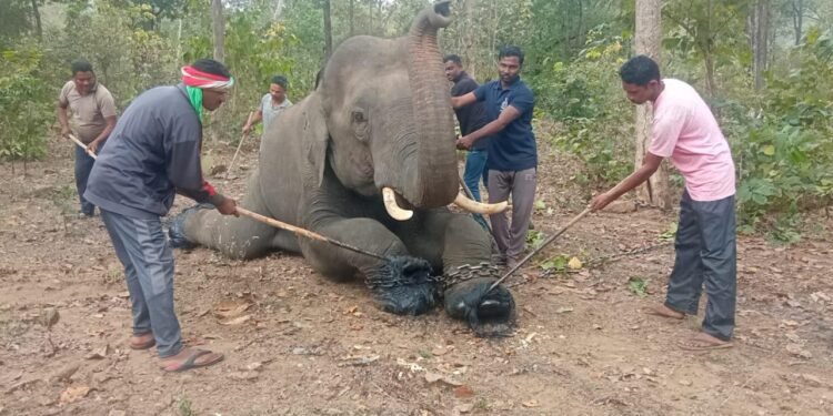 कमलापूर येथील 8 हत्ती गेले बारा दिवसाच्या शासकीय सुट्टीवर.