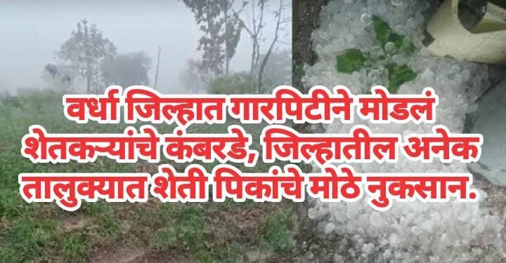 वर्धा जिल्हात गारपिटीने मोडलं शेतकऱ्यांचे कंबरडे, जिल्हातील अनेक तालुक्यात शेती पिकांचे मोठे नुकसान.