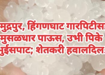 समुद्रपुर, हिंगणघाट गारपिटीसह मुसळधार पाऊस, उभी पिके भुईसपाट; शेतकरी हवालदिल.