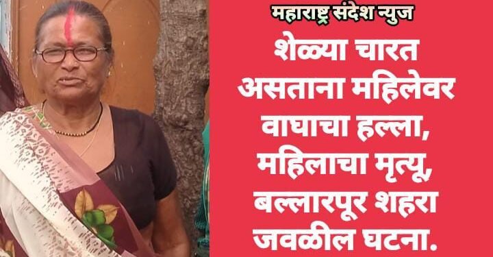 शेळ्या चारत असताना महिलेवर वाघाचा हल्ला, महिलाचा मृत्यू, बल्लारपूर शहरा जवळील घटना.