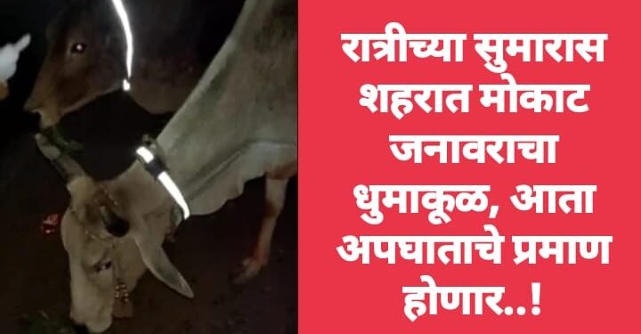 रात्रीच्या सुमारास शहरात मोकाट जनावराचा धुमाकूळ, आता अपघाताचे प्रमाण होणार..!