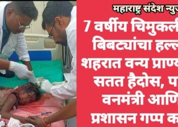 7 वर्षीय चिमुकलीवर बिबट्यांचा हल्ला, शहरात वन्य प्राण्यांचा सतत हैदोस, पण वनमंत्री आणि प्रशासन गप्प का?