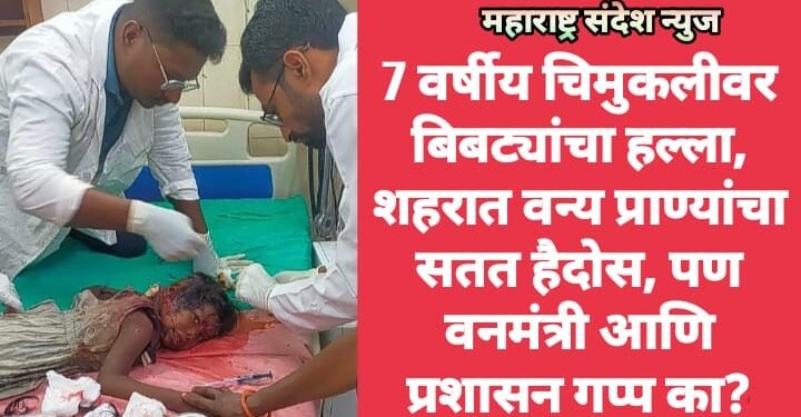 7 वर्षीय चिमुकलीवर बिबट्यांचा हल्ला, शहरात वन्य प्राण्यांचा सतत हैदोस, पण वनमंत्री आणि प्रशासन गप्प का?