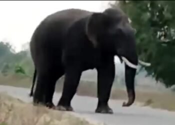 प्राणहिता वन परिक्षेत्रातील गुड्डीगुडम जंगलात रानटी हत्तीचा वावर, वन विभागाचे अधिकारी व कर्मचारी अलर्ट मोडवर.