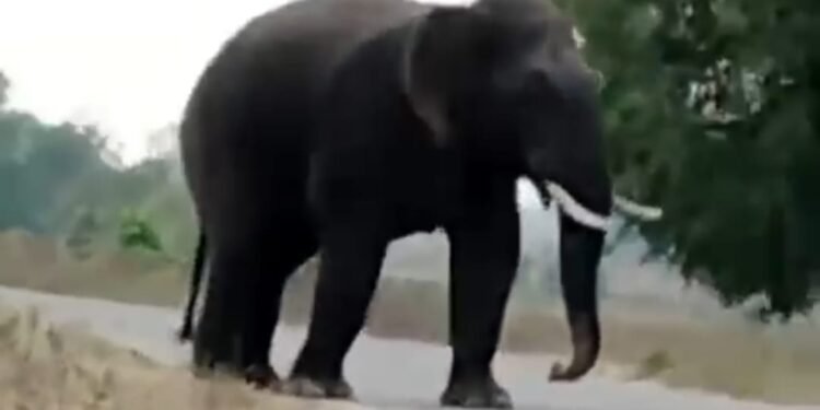 प्राणहिता वन परिक्षेत्रातील गुड्डीगुडम जंगलात रानटी हत्तीचा वावर, वन विभागाचे अधिकारी व कर्मचारी अलर्ट मोडवर.