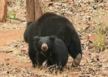 गडचिरोली जिल्हात अगोदरच रानटी हत्तीने धुमाकूळ, आता 3 महिलांवर 3 अस्वलांनी केला हल्ला.