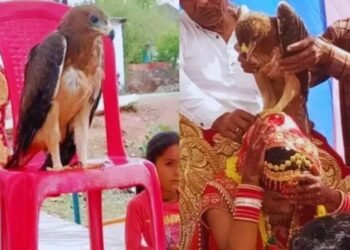 वडीलांच्या अपघाती मृत्यूनंतर मुलीच्या लग्नात आशीर्वाद देण्यासाठी आले गरुड, मग अस झाले…