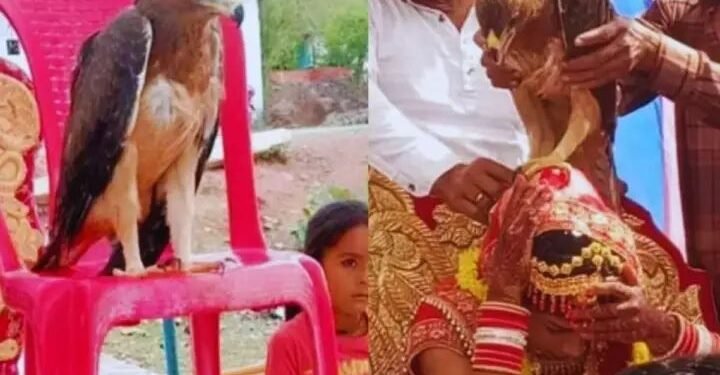 वडीलांच्या अपघाती मृत्यूनंतर मुलीच्या लग्नात आशीर्वाद देण्यासाठी आले गरुड, मग अस झाले…