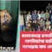 बल्लारशाह वनपरिक्षेत्रात चार नागरिकांचा बळी घेणाऱ्या नरभक्षक वाघ अखेर जेरबंद.