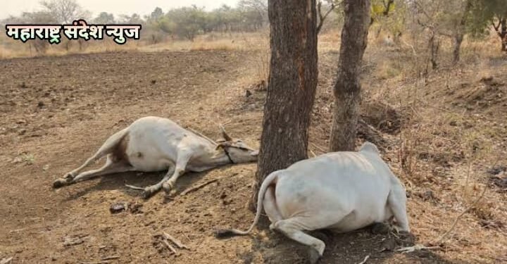 रोहनखेडा शिवारात विज पडून दोन बैल जागीच ठार: शेतकऱ्याचे 1 लाख रुपयांचे नुकसान.