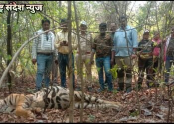 बल्लारशाह वनपरिक्षेत्रात दोन वाघाच्या झुंजीत एक अडीज वर्षीय नर वाघाचा मृत्यू.