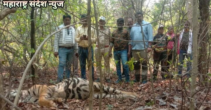 बल्लारशाह वनपरिक्षेत्रात दोन वाघाच्या झुंजीत एक अडीज वर्षीय नर वाघाचा मृत्यू.