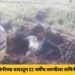 पुणे जिल्हात जमिनीच्या वादातून 22 वर्षीय तरुणीला जमिनीत जिवंत गाडलं; व्हिडीओ व्हायरल होताच संपूर्ण जिल्हात खळबळ.