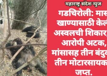 गडचिरोली: मास खाण्यासाठी केली अस्वलची शिकार, 7 आरोपी अटक, मांसासह तीन बंदुका, तीन माेटारसायकल जप्त.