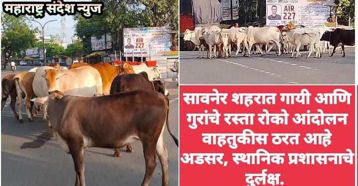 सावनेर शहरात गायी आणि गुरांचे रस्ता रोको आंदोलन वाहतुकीस ठरत आहे अडसर, स्थानिक प्रशासनाचे दुर्लक्ष.