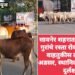 सावनेर शहरात गायी आणि गुरांचे रस्ता रोको आंदोलन वाहतुकीस ठरत आहे अडसर, स्थानिक प्रशासनाचे दुर्लक्ष.