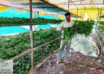 निसर्गाचा लहरीपणा आणि अस्मानी संकटा वर मात करून हिंगणघाट येथील शेतकऱ्याने रेशीम उत्पादनातून 10 लाखाचा आर्थिक मोबदला.