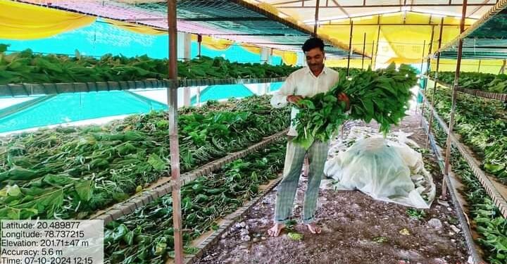 निसर्गाचा लहरीपणा आणि अस्मानी संकटा वर मात करून हिंगणघाट येथील शेतकऱ्याने रेशीम उत्पादनातून 10 लाखाचा आर्थिक मोबदला.