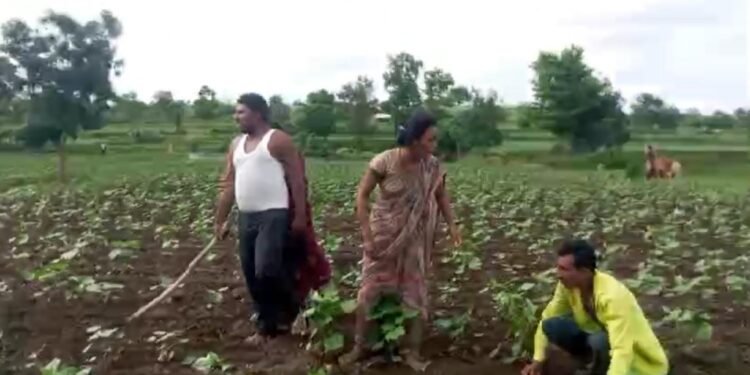 शेतीच्या जुन्या वादातून शेतकऱ्यास काठीने बेदम मारहाण, माळेगाव येथील घटना मंठा पोलीस स्टेशन येथे फिर्यादी दाखल.