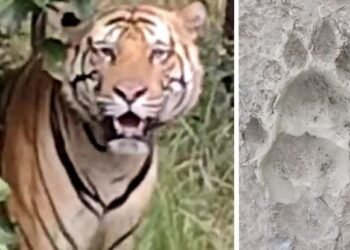 वर्धा जिल्हातील या गावात नागरिकांना आढळला पट्टेदार वाघाच्या पायखुना: शेतकऱ्यांमध्ये भातीचे वातावरण.