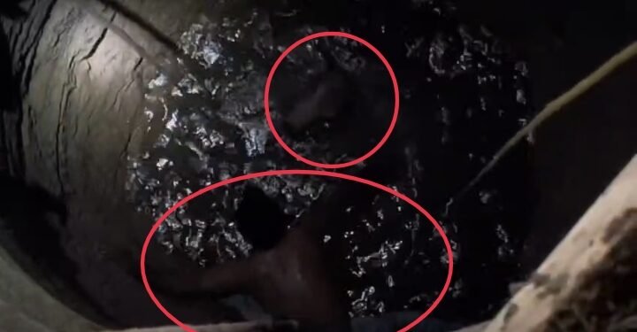 हिंगणघाट येथे विहिरीत पडलेल्या गायीला वाचविन्यासाठी जीवरक्षक फाउंडेशनची रेस्क्यू टीम आली धावून