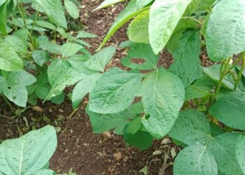 जालना जिल्हासह मंठा तालुक्यातील शेतकरी अडचणीत सोयाबीन वर आळ्याचा प्रादुर्भाव वाढला.