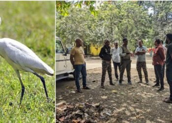 हिंगणघाट येथे असलेल्या पाणपक्षी घरट्याची गणना निसर्गसाथी फाउंडेशनच्या उपक्रम.