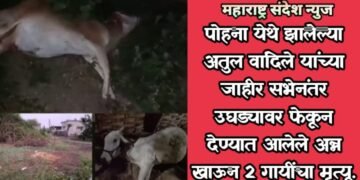पोहना येथे झालेल्या अतुल वांदिले यांच्या जाहीर सभेनंतर उघड्यावर फेकून देण्यात आलेले अन्न खाऊन 2 गायींचा मृत्यू.