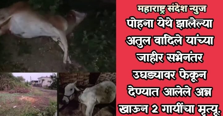 पोहना येथे झालेल्या अतुल वांदिले यांच्या जाहीर सभेनंतर उघड्यावर फेकून देण्यात आलेले अन्न खाऊन 2 गायींचा मृत्यू.