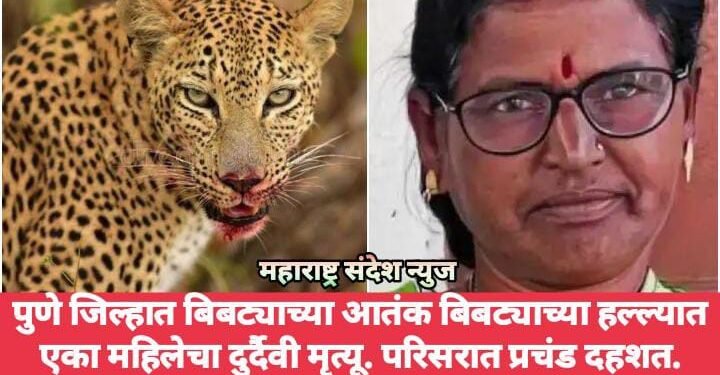 पुणे जिल्हात बिबट्याच्या आतंक बिबट्याच्या हल्ल्यात एका महिलेचा दुर्दैवी मृत्यू. परिसरात प्रचंड दहशत.