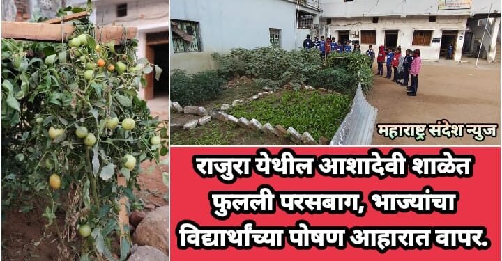 राजुरा येथील आशादेवी शाळेत फुलली परसबाग, भाज्यांचा विद्यार्थांच्या पोषण आहारात वापर.