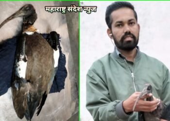 नायलॉन मांजाने दुर्मिळ रेड-नेपड इबिसचा मृत्यू, जीवरक्षक फाउंडेशन मदतीस आली धावून.