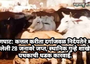 हिंगणघाट: कत्तल करीता  दर्गाजवळ निर्दयतेने बांधून ठेवलेली 28 जनावरे जप्त, स्थानिक गुन्हे शाखेच्या पथकाची धडक कारवाई.