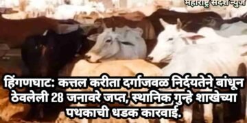 हिंगणघाट: कत्तल करीता  दर्गाजवळ निर्दयतेने बांधून ठेवलेली 28 जनावरे जप्त, स्थानिक गुन्हे शाखेच्या पथकाची धडक कारवाई.