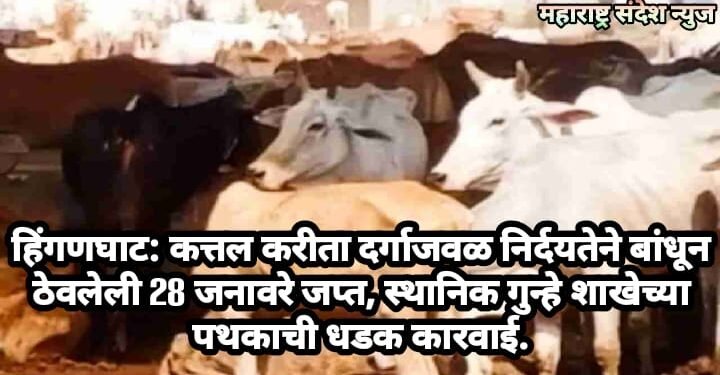 हिंगणघाट: कत्तल करीता दर्गाजवळ निर्दयतेने बांधून ठेवलेली 28 जनावरे जप्त, स्थानिक गुन्हे शाखेच्या पथकाची धडक कारवाई.