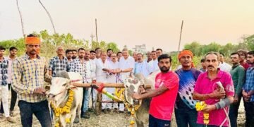 हिंगणघाट येथे शंकर पटाचे उद्घाटन, शंकपटात महाराष्ट्रातील अनेक नामवंत बैल जोड्याचा सहभाग.