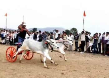 हिंगणघाट येथील जनतेने अनुभवला शंकरपटाचा थरार, शंकरपट व नाटक पाहण्याकरिता नागरिकांची तुडुंब गर्दी.