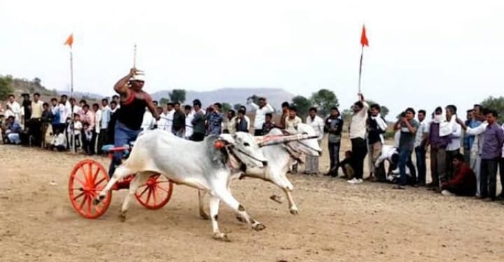 हिंगणघाट येथील जनतेने अनुभवला शंकरपटाचा थरार, शंकरपट व नाटक पाहण्याकरिता नागरिकांची तुडुंब गर्दी.