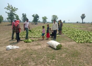 राजाराम खांदला परिसरात तेंदूपाने तोडायला सुरुवात.