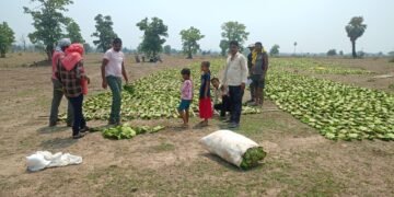 राजाराम खांदला परिसरात तेंदूपाने तोडायला सुरुवात.