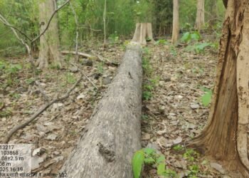 अवैध वृक्ष तोड जोमात, वन कर्मचारी कोमात.