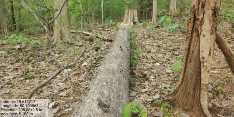 अवैध वृक्ष तोड जोमात, वन कर्मचारी कोमात.