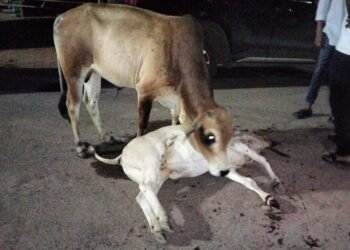 नगराध्यक्षांच्या संतापजनक दुर्लक्षामुळे एटापल्लीत बैलाचा करुण अंत: प्रशासनावर ‘पशूवधाचा’ गुन्हा दाखल करण्याची नागरिकांची मागणी.