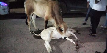 नगराध्यक्षांच्या संतापजनक दुर्लक्षामुळे एटापल्लीत बैलाचा करुण अंत: प्रशासनावर ‘पशूवधाचा’ गुन्हा दाखल करण्याची नागरिकांची मागणी.