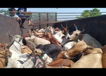 गडचिरोली जिल्ह्याचा शेवटच्या टोकावर व तेलंगणा राज्याला लागून असलेला सिरोंचा येथिल पोलीस विभागाकडून ३४गोवंशाची सुटका.