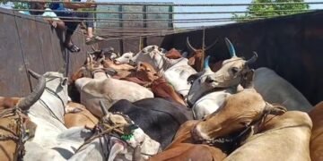 गडचिरोली जिल्ह्याचा शेवटच्या टोकावर  व तेलंगणा राज्याला लागून  असलेला सिरोंचा  येथिल पोलीस विभागाकडून ३४गोवंशाची सुटका.