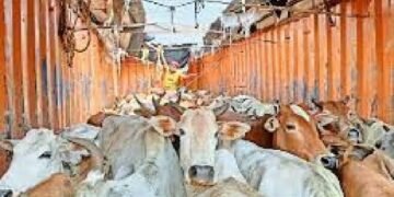 जारावंडी परिसरात गोवंश तस्करीचा सुळसुळाट, बाहेरील राज्यांतील दलाल सक्रिय; पोलिसांच्या कार्यक्षमतेवर प्रश्नचिन्ह?