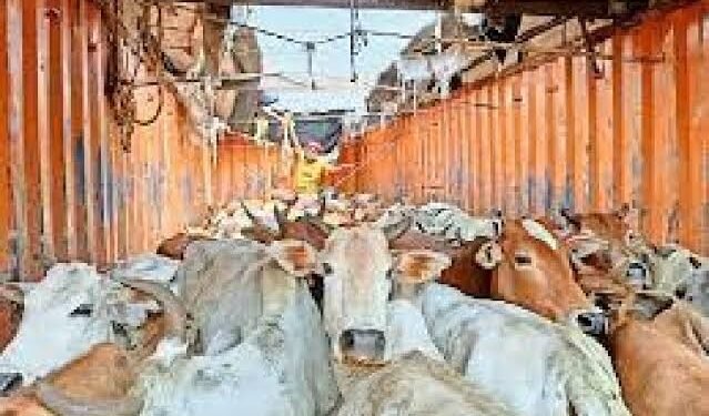 जारावंडी परिसरात गोवंश तस्करीचा सुळसुळाट, बाहेरील राज्यांतील दलाल सक्रिय; पोलिसांच्या कार्यक्षमतेवर प्रश्नचिन्ह?