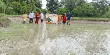 बायफ संस्थेच्या माध्यमातून कोरेल्ली खुर्दे येथील सुधाकर दोगे आत्राम यांच्या शेतात श्री पद्धतीने भात लागवड.