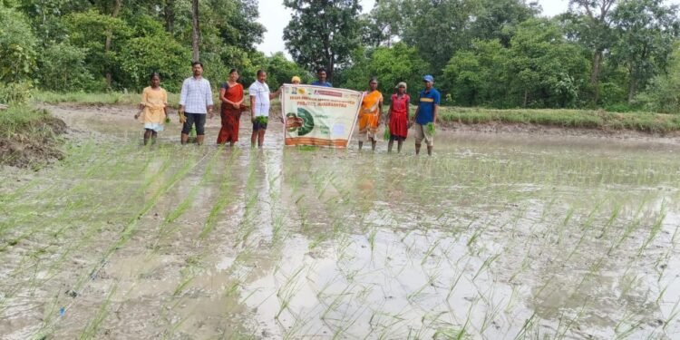 बायफ संस्थेच्या माध्यमातून कोरेल्ली खुर्दे येथील सुधाकर दोगे आत्राम यांच्या शेतात श्री पद्धतीने भात लागवड.